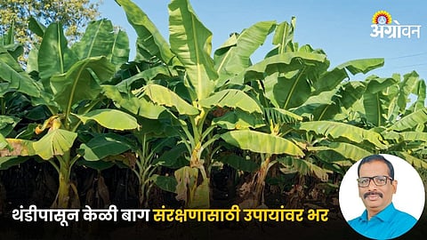 Banana Farming