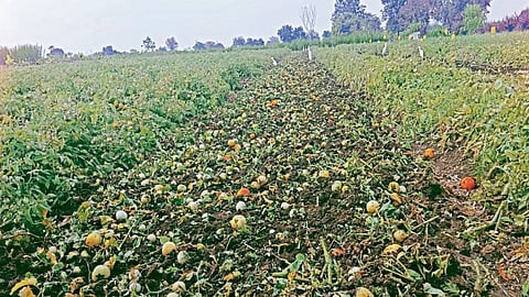 Tomato Crop : पांढऱ्या डागामुळे टोमॅटो पिकावर फिरवला रोटाव्हेटर