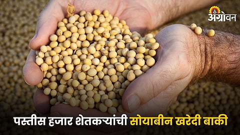 Soybean Market