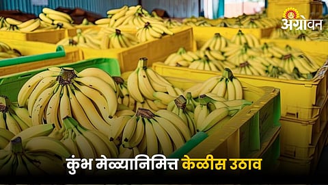 Banana Market