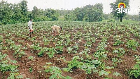 Okra Cultivation