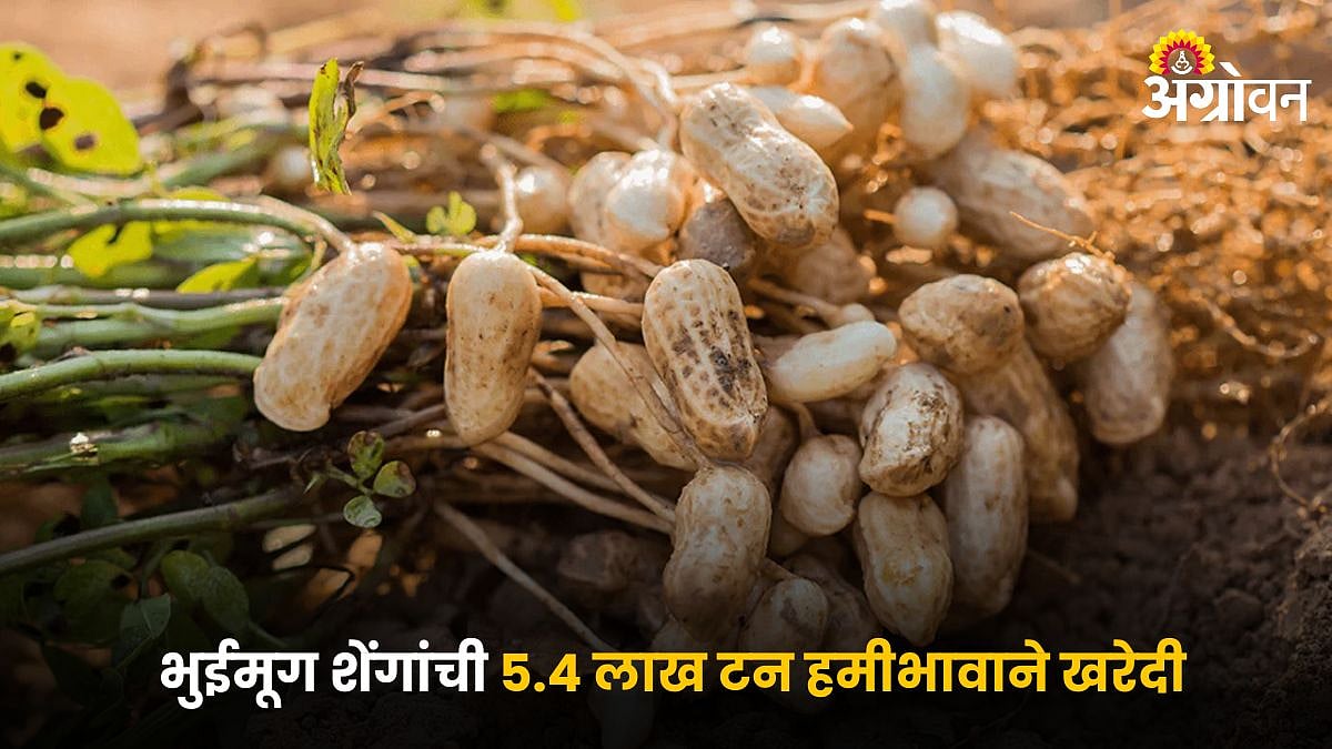 Groundnut Procurement | भुईमूग शेंगांची ५.४ लाख टन हमीभावाने खरेदी | 5. ...