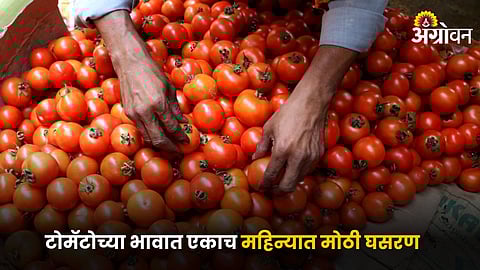 Tomato