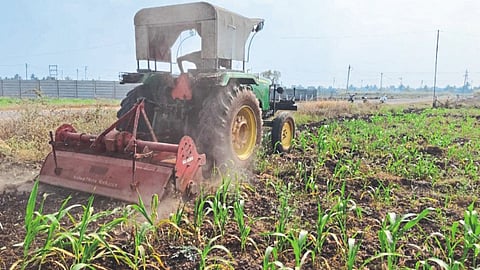 Jowar Crop Damage