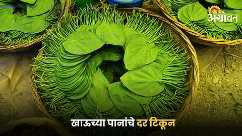 Betel Leaf 