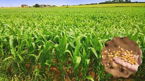 Maize Farming
