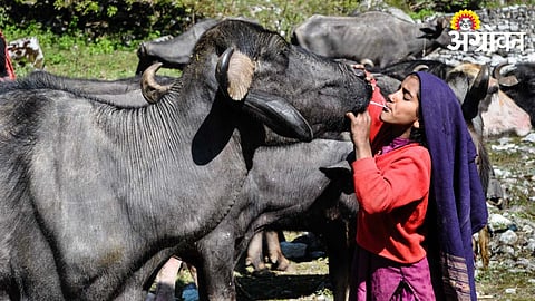 Animal Care