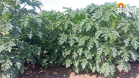 Papaya Cultivation