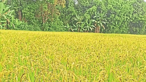 Indrayani Rice Rate