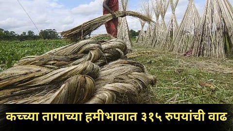 Raw Jute