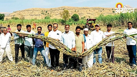 Sugarcane Farming 