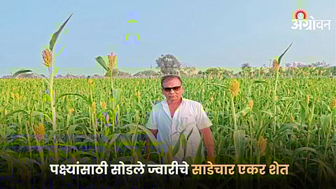 Jowar Farming