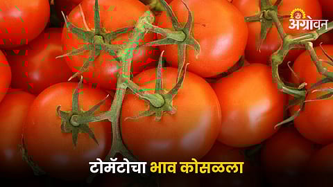 Tomato Market