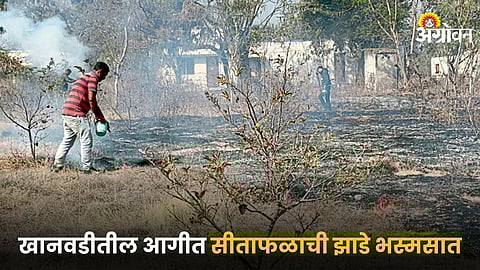 Sitaphal Orchard Fire