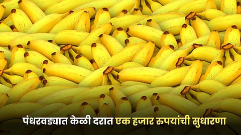 Banana Market