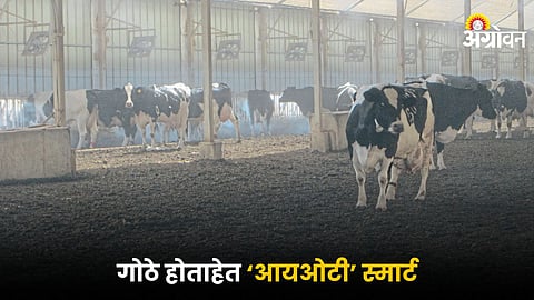 Modern Dairy