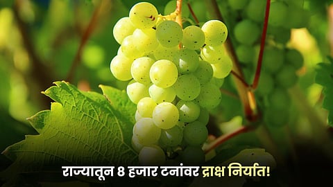 Grape