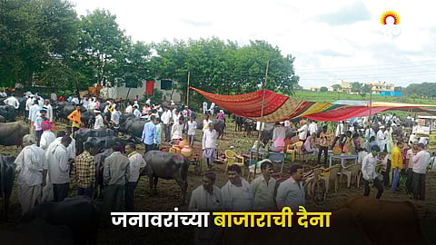 Animal Market