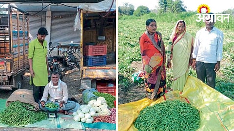 Green Peas Cultivation 