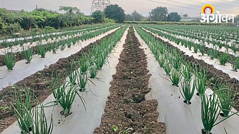 Onion Cultivation
