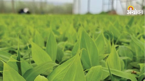 Tissue Culture Banana Plants