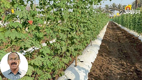 Bitter Gourd Farming