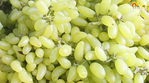 Grapes