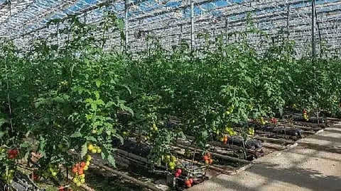 Green house Farming