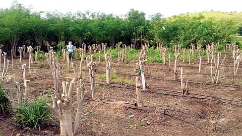 Moringa Cultivation