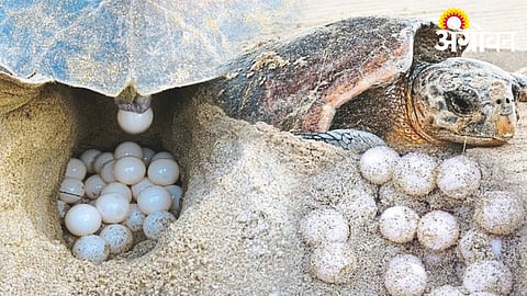 Turtle Nest 