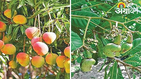 Mango Cashew Crop