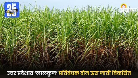 Sugarcane Farming
