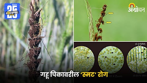 Wheat Crop Disease