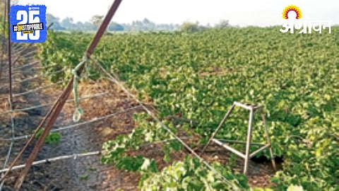 Vineyard Damage 