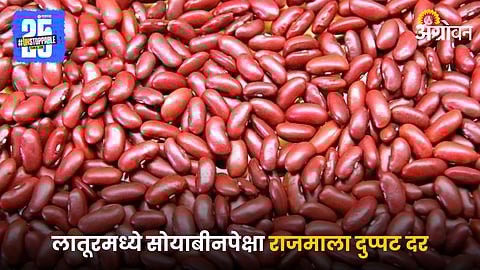 Rajma Beans