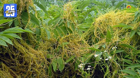 Weed Control
