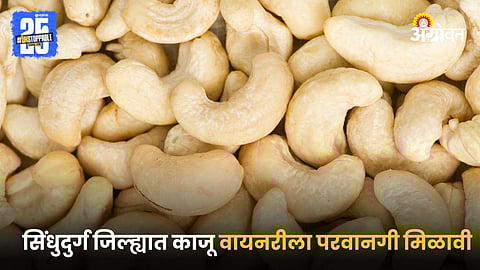 Cashew