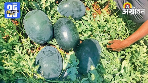 Watermelon Crop