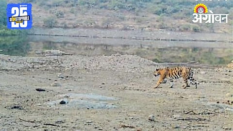 Tiger Terror 