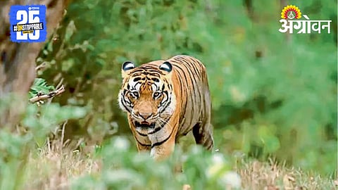 Tiger missing
