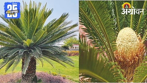 Palm Tree Types