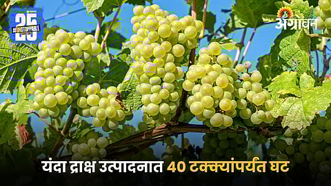 Grape