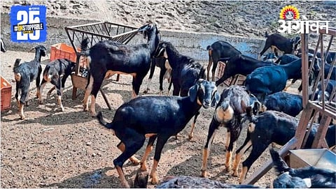 Goat Farming 