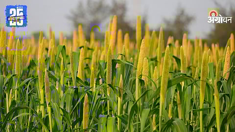 Bajara Irrigation Management