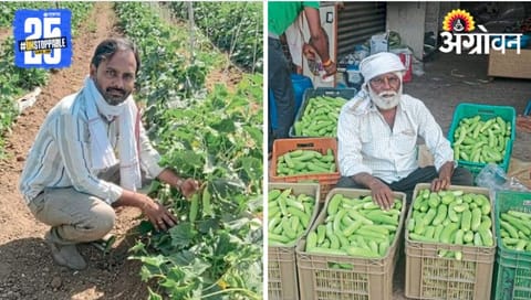 Vegetable Farming 