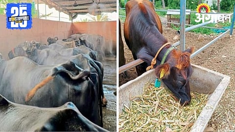 Livestock Management 