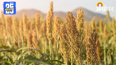 Millet 