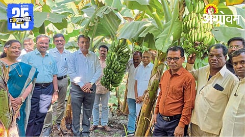 Banana Plantation 