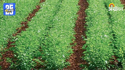 Mulberry Cultivation 