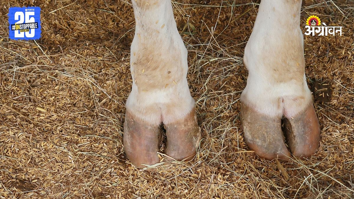 Animal Hoof Management : वाढलेली खुर जनावरांमध्ये घेऊन येतात अनेक आजार ...